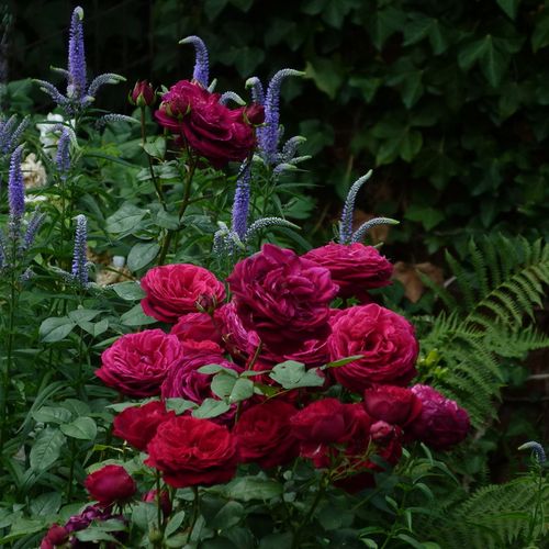 Malwowo-fioletowy - Róże pienne - z kwiatami róży angielskiej - korona równomiernie ukształtowana